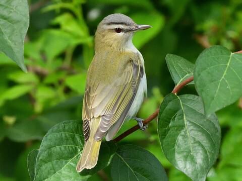 Red-eyed-Vireo